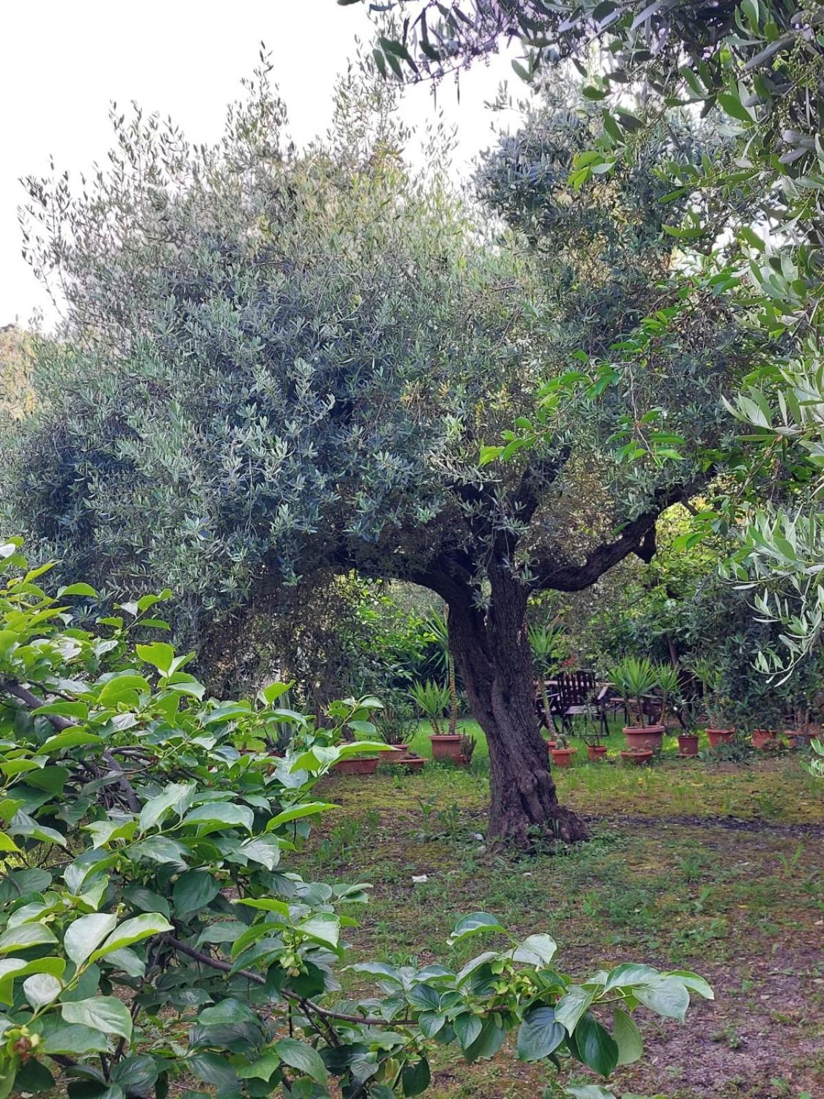B&B Villa Mia Lanciano Esterno foto